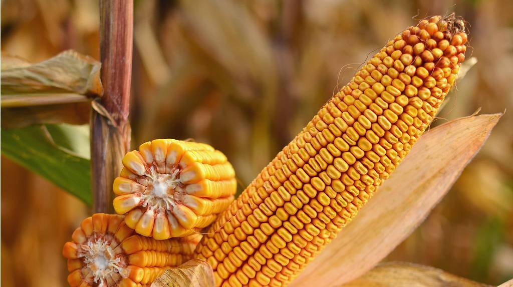 Как правильно вырастить кукурузу (рассада и семена)