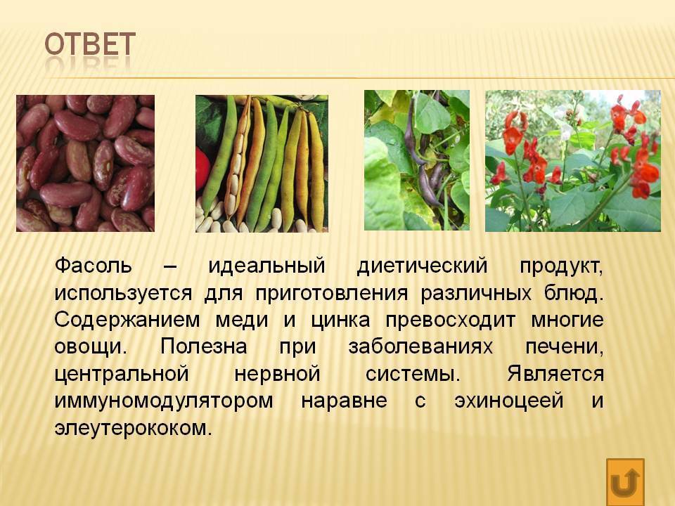 Фасоль черный глаз выращивание