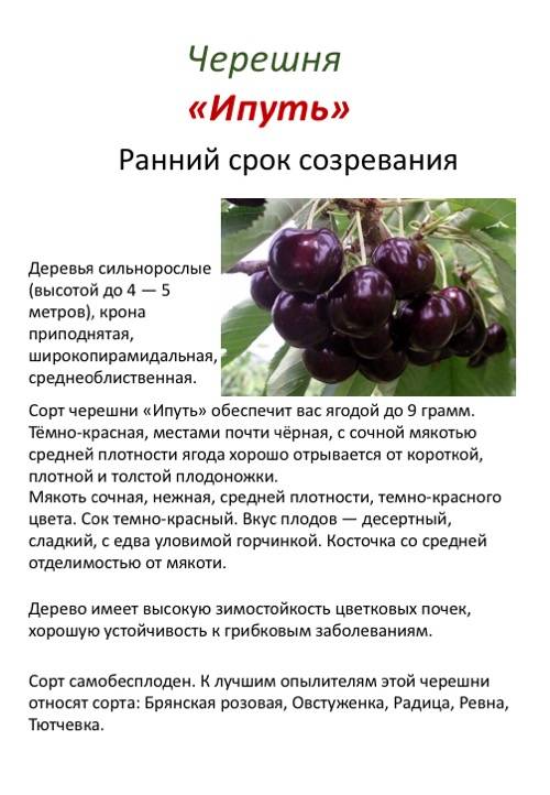 Описание и выращивание черешни сорта Ленинградская черная