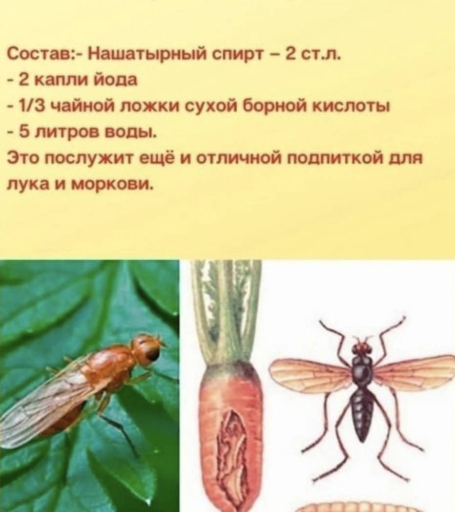 Морковная муха: 7 эффективных способов борьбы с морковными мухами