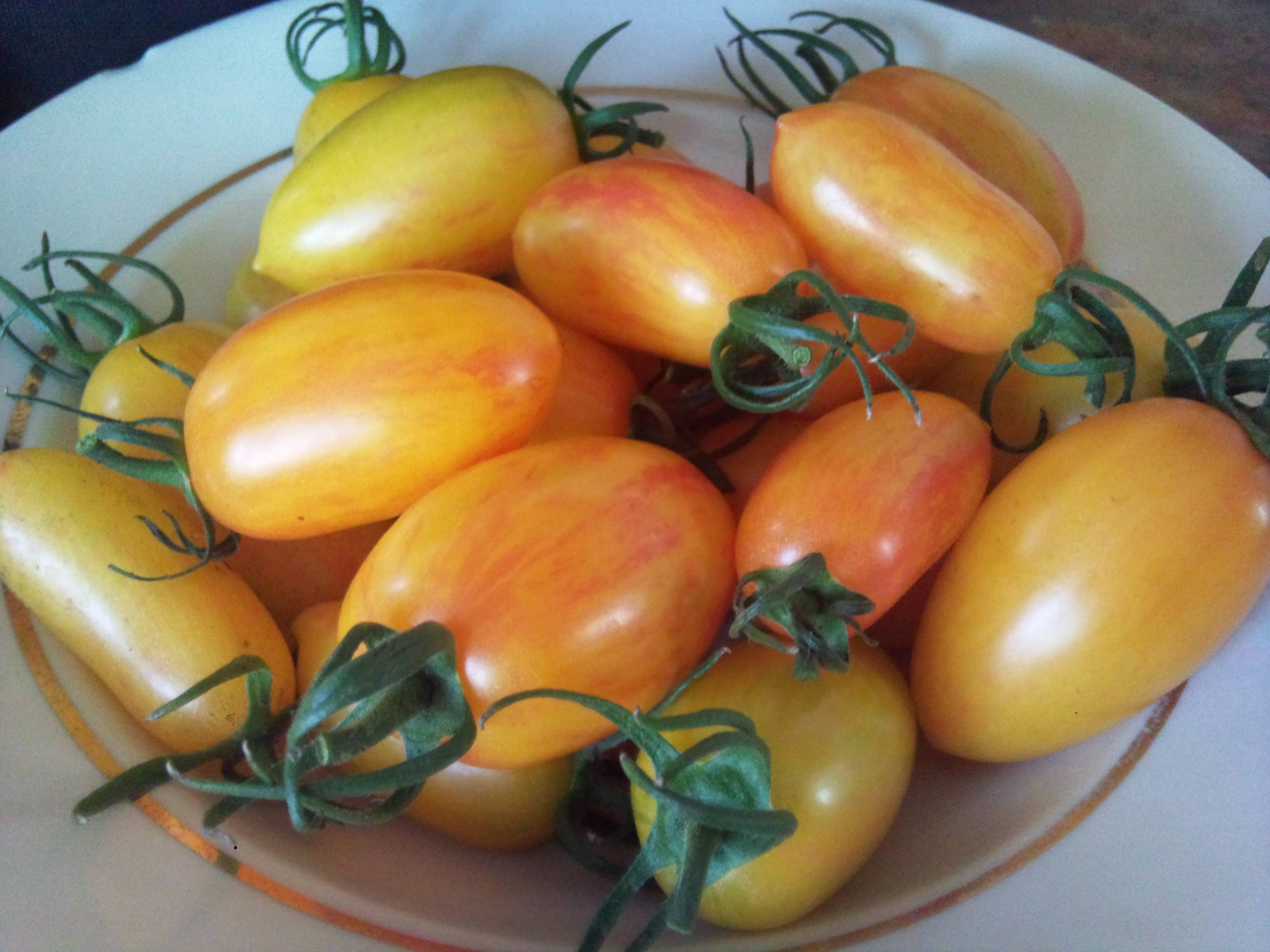 Cорт, урожаям которого позавидуют соседи — томат стыдливый румянец: подробное описание помидоров
