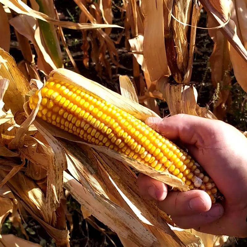 Кукуруза на корм скоту – протеин для крс