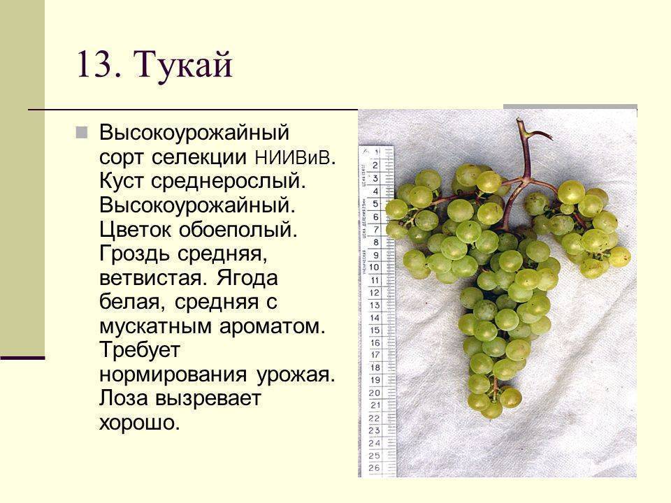 Виноград блестящий: описание сорта