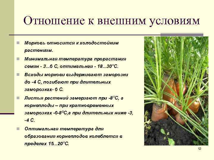 Почему желтеют всходы моркови - agroflora.ru