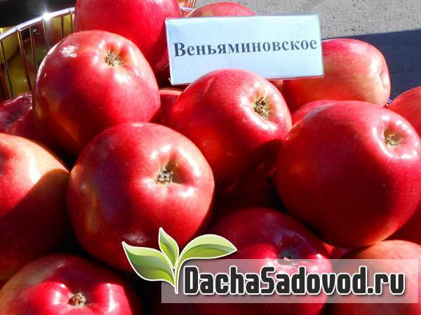 Яблоня веньяминовское: описание, фото, отзывы