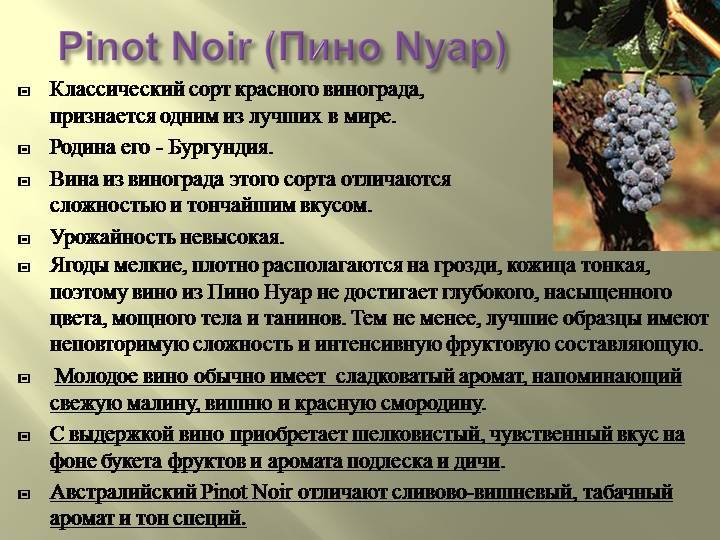 Виноград пино нуар: описание сорта, фото, отзывы