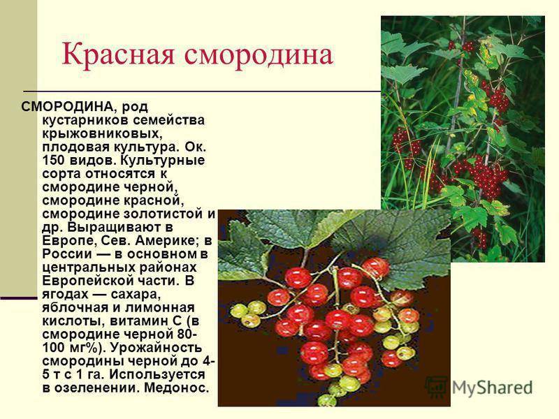 Красная белая и розовая смородина лучшие сорта