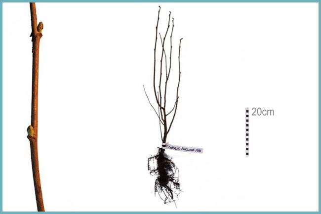 Фундук или лещина крупная: как выращивать дерево в саду, сорта