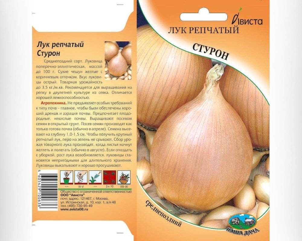 Лук шетана (репчатый): описание сорта и характеристика, отзывы огородников об урожайности, фото севка гавриш голландия, посадка и уход на перо