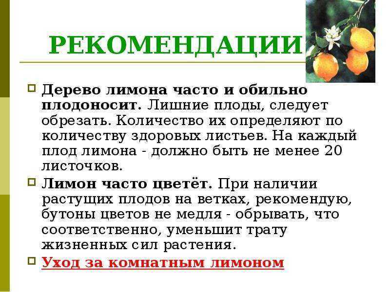 Правила обрезки лимона для плодоношения в домашних условиях