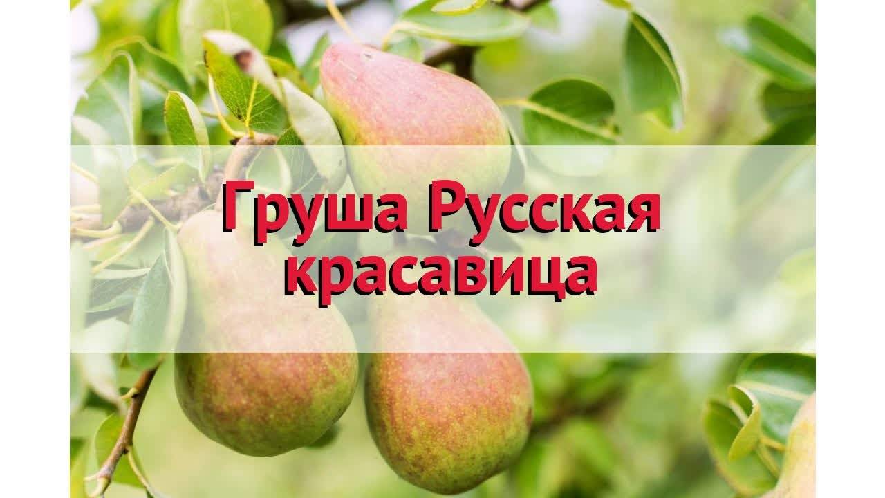 Груша русская красавица: описание сорта, правила выращивания и размножения