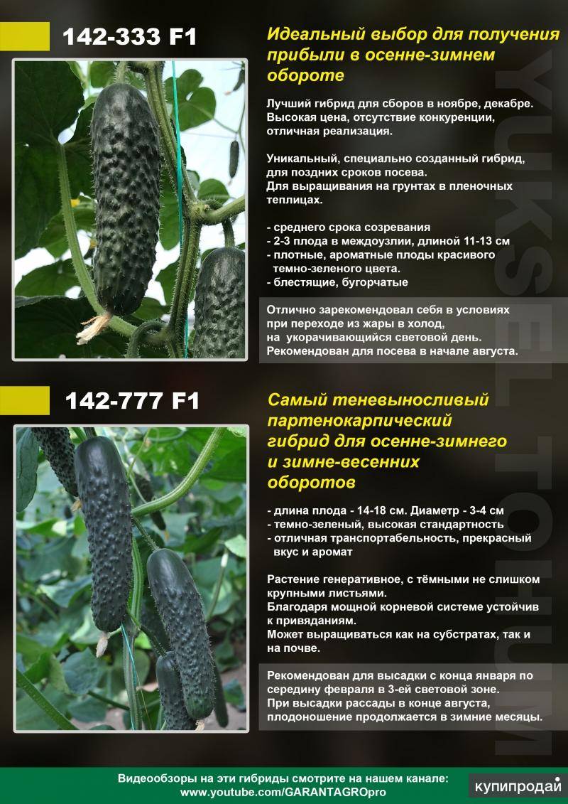 Огурец лютояр f1: технология выращивания, урожайность, отзывы, фото