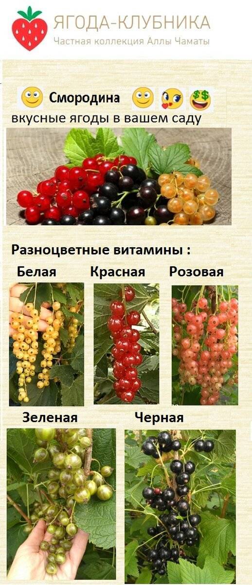 Сорт крупноплодной чёрной смородины титания (тitania): внешний вид, особенности и описание сорта, фото