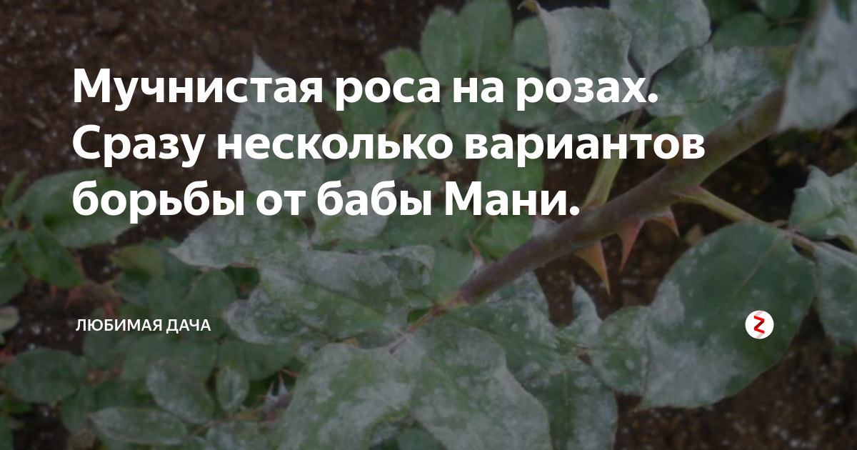 Мучнистая роса на розах: меры борьбы, причины