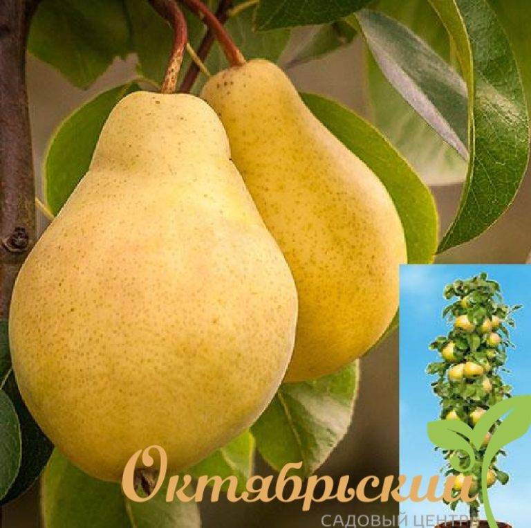 Описание сорта груша медовая: особенности сорта, уход и отзывы садоводов