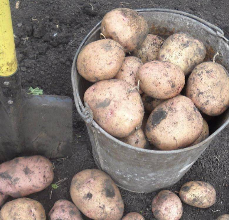 Сорт картофеля снегирь: описание и характеристика, отзывы