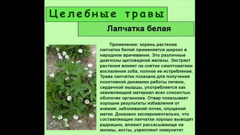 Помело