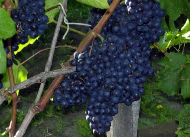 Виноград арочный: характеристика и описание сорта, посадка и уход