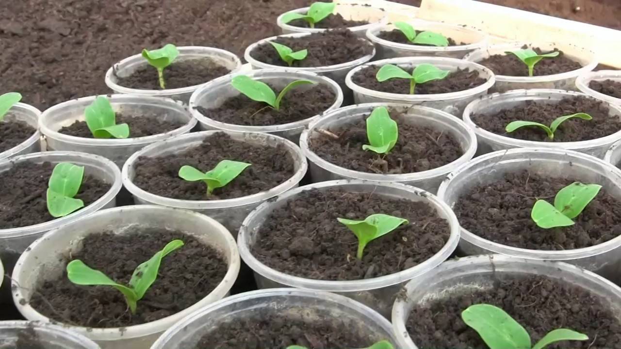Уход за огурцами от посадки до урожая в теплице: как правильно выращивать осенью и летом в парнике из поликарбоната, схемы и секреты обработки