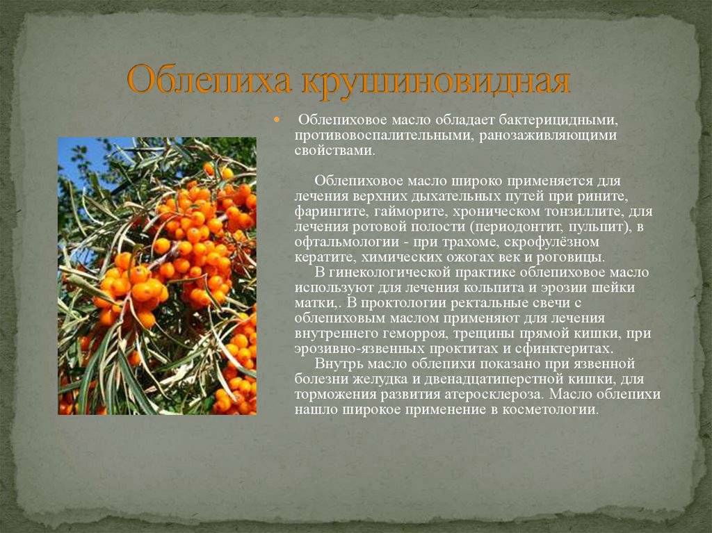 Лучшие сорта облепихи: низкорослые, устойчивые к заморозкам, бесшипные, сладкие и сочные