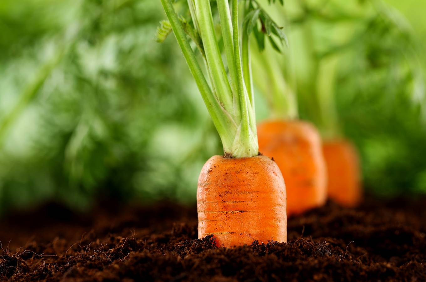 Как вырастить хорошую морковь: уход от посева до урожая
