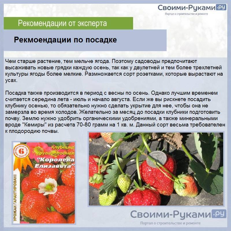 Клубника фейерверк: описание сорта и характеристики, выращивание и уход с фото