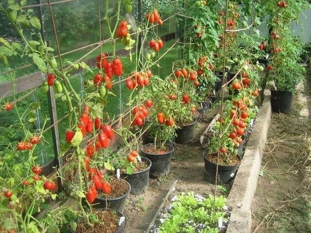 Чем дырявее ведро — тем больше помидоров: как посадить и вырастить томаты экспериментальным способом в емкостях для воды — фазенда