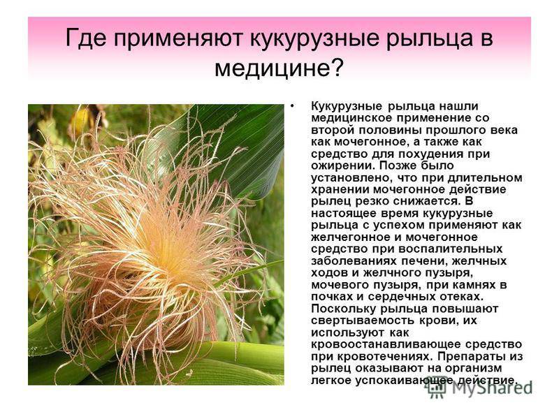 Кукурузные рыльца: как принимать для печени, желчного пузыря, почек и иммунитета