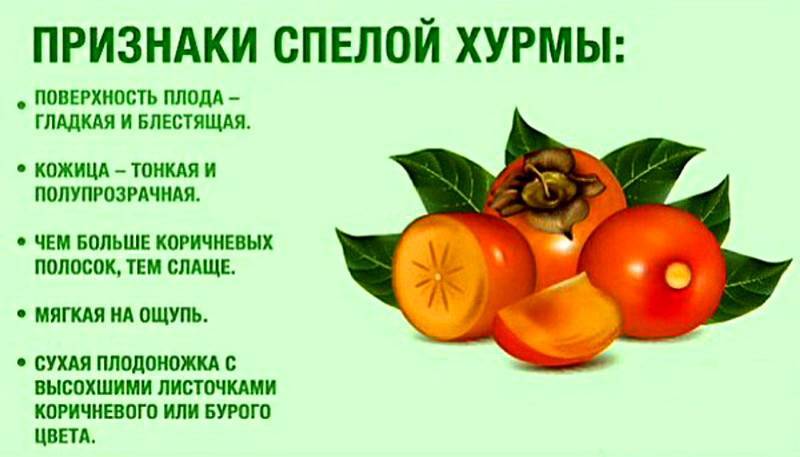 Как едят хурму правильно, и какая от нее польза